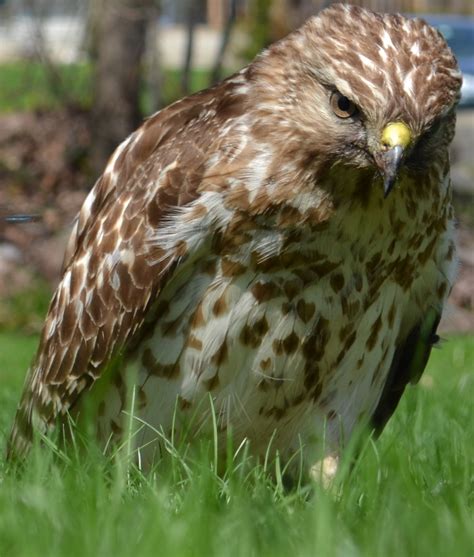 One or more great horned owls have been spotted in the sherwood park area. I Took a Picture: ITAP...of an injured hawk in my backyard...