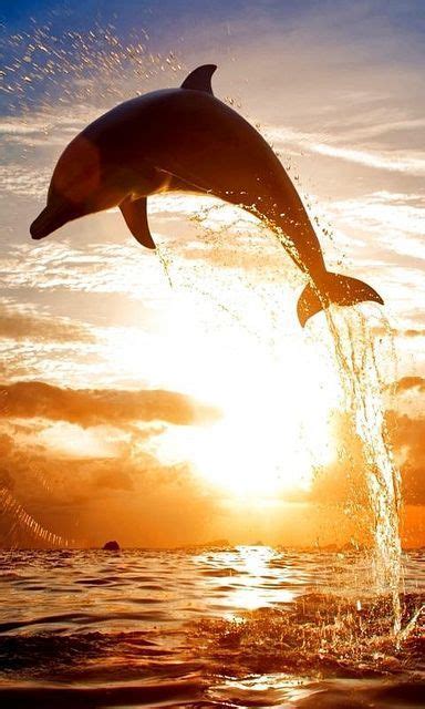 Playful Dolphins Nature Click To Enlarge Ocean Animals Water