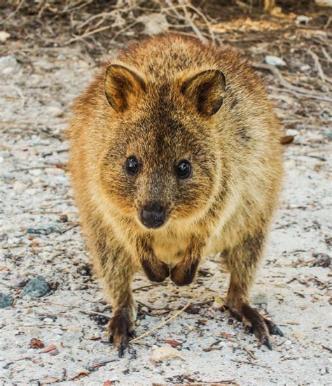 The Rottnest Island Quokkas Australias Cutest Animal This Wild Life