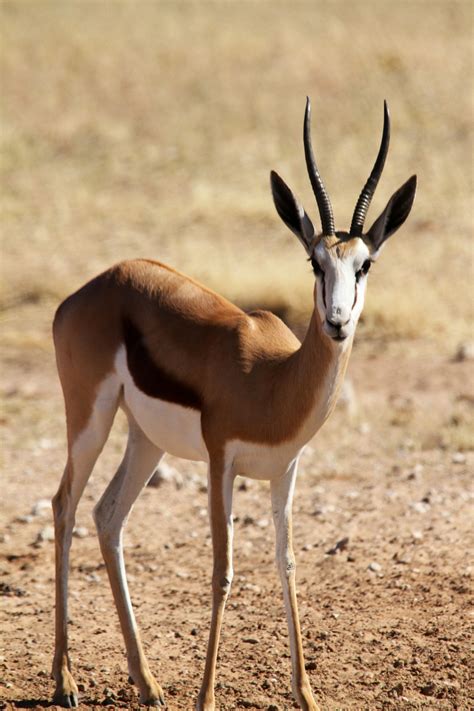Springbok Wild Animals In Africa South African Animals Africa Animals