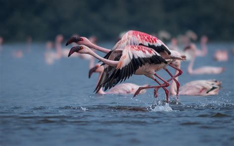 Flamingo Exotic Birds In The Wetlands Of Navi Mumbai India