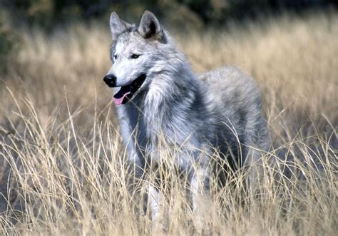 World Of Wildlife Gray Wolf Facts