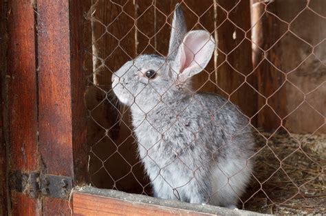 Bunny In A Cage Free Stock Photo Public Domain Pictures