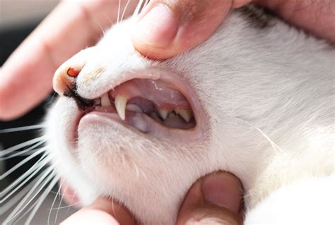 Healthy Cat Gums Color Yessenia Ryder