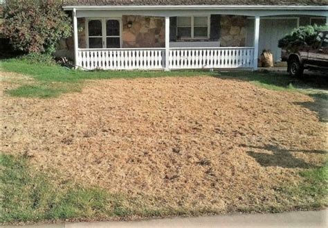 Lawn Grub Management Services In Boulder And Fort Collins