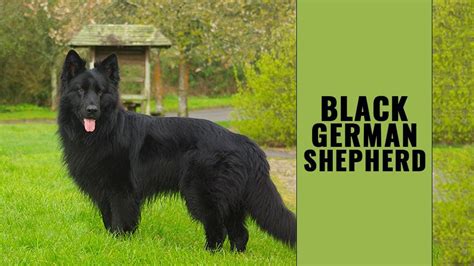 Can A German Shepherd Be All Black