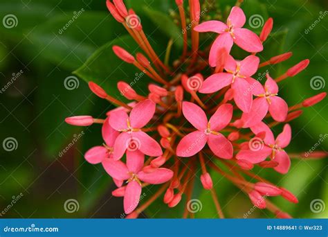Flowers In Maldives Stock Image Image 14889641