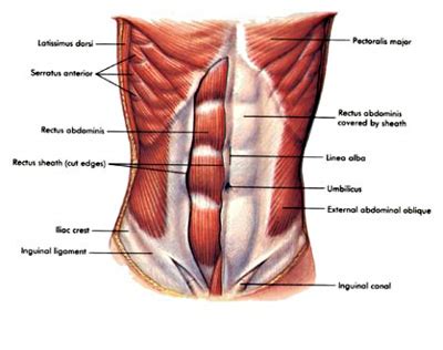 Pulled Abdominal Muscles Symptoms And Treatment