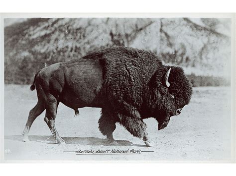 Why Bison Belong In Banff And Southern Alberta Whats On