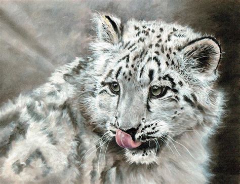 Sneachta Snow Leopard Cub Painting By Caroline Evans Fine Art America