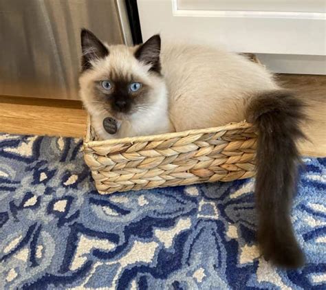Ragdoll Cat Price Ragdoll Cat And Kitten Cost And Pricing Pros And Cons