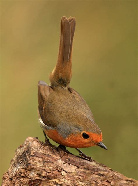 ภเгคк ค๓๏ Pet Birds Beautiful Birds Colorful Birds