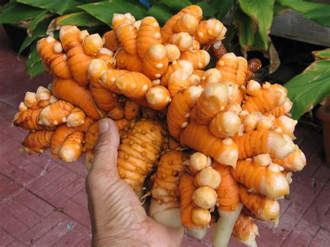 How To Store Turmeric Root For Planting Rootsj