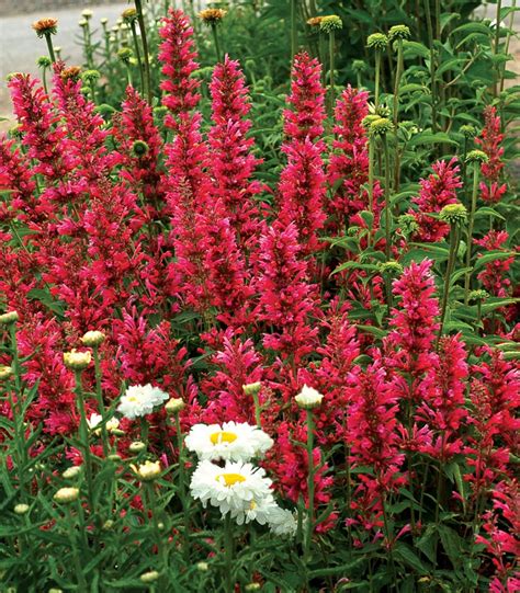 The blooms are very long lasting and just keep on flowering all summer long. Scott's Top Ten Sun-Loving Plants for Spring 2015 - Dyck ...