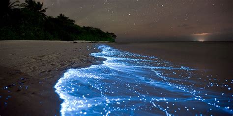 Bioluminescence In The Maldives How To See The Sea Sparkle
