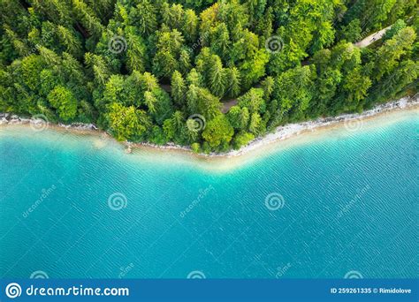 Riverside With Tall Pine Trees And Turquoise Water Stock Image Image