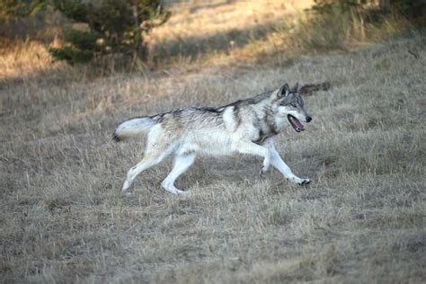 Grey Wolf Running Stock Image Image Of Gray Wolf Animal 26810781