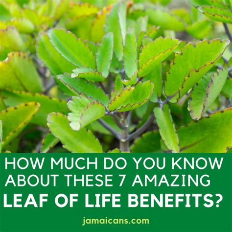 How Much Do You Know About These 7 Amazing Leaf Of Life Benefits