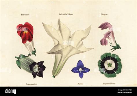 Different Types Of Flower Personate Infundibuliform Ringent