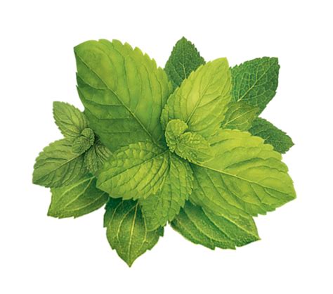 Mint Transparent Background Png All Png All