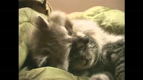 Енот обнимает кота Raccoon Hugging Cat Youtube