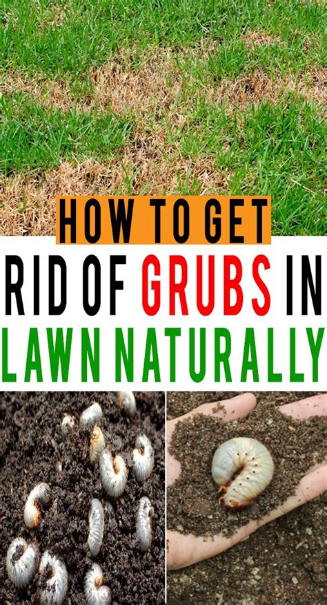 How To Get Rid Of Lawn Grubs Naturally Apps Trends Plex