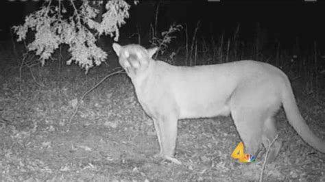 4 Confirmed Cougar Sightings In Tn This Year