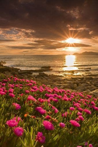 Sunset On Flower Field Sunrisegod You Are Amazing Pinterest