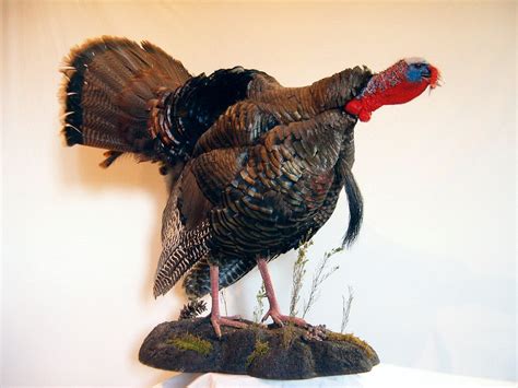 Turkey Mountsturkey Taxidermy Mounts Pennsylvaniapedestal Turkey