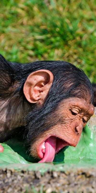 Drinking Young Chimpanzee Amazing That Our Dna Is 99 Percent Identical