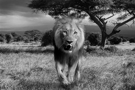 Male Lion Grayscale Photo Free Image Peakpx