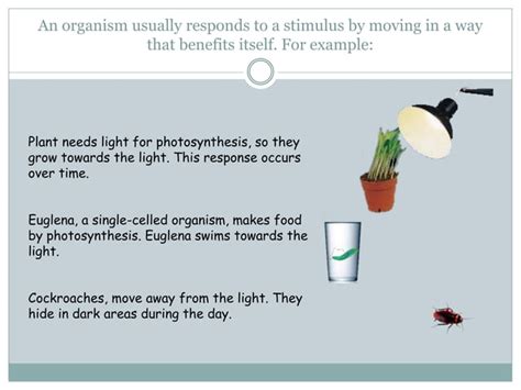 Igcse Biology Chapter 13 The Nervous System