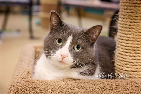 8am pt 11am et 4pm bst. Adopt Me: Samara the pretty kitty (adopted ...