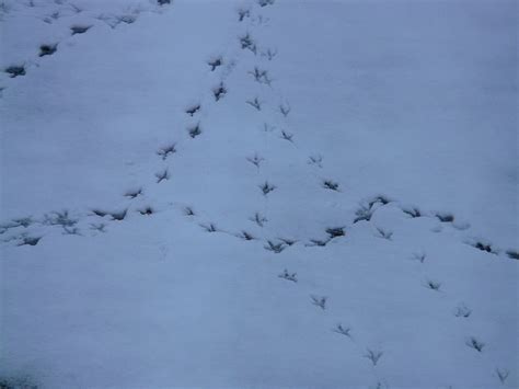 Free Download Hd Wallpaper Bird Tracks Animal Track Reprint Snow