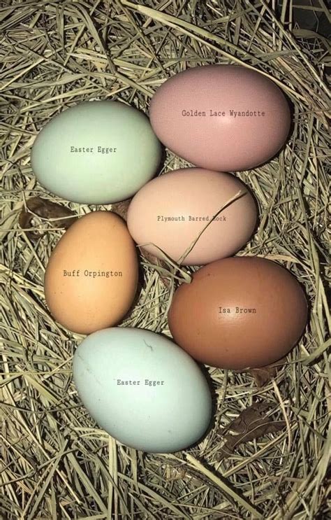 The Mystery Behind The Isa Brown Egg Color Revealed In 2023 Ingrid