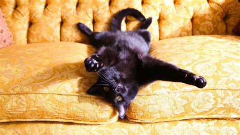 8 Hair Raising Facts About Black Cats Mental Floss