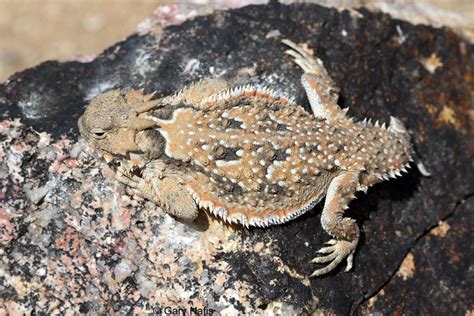 Phrynosoma Platyrhinos Calidiarum Southern Desert Horned Lizard
