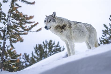 Lone Wolf Portrat Beautiful Gray Wolves West Yellowstone Montana Winter