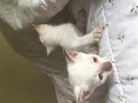 Fabulous huge black spotted kitten for sale, 1 male who is pick of litter.tica registered and cattery tica registered.he is fully inoculated including feline leukaemia. Siamese Cats For Sale | Columbus, OH #139971 | Petzlover