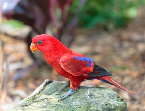 Lory Parrot Bird Tropical 3 Wallpapers Hd Desktop And Mobile