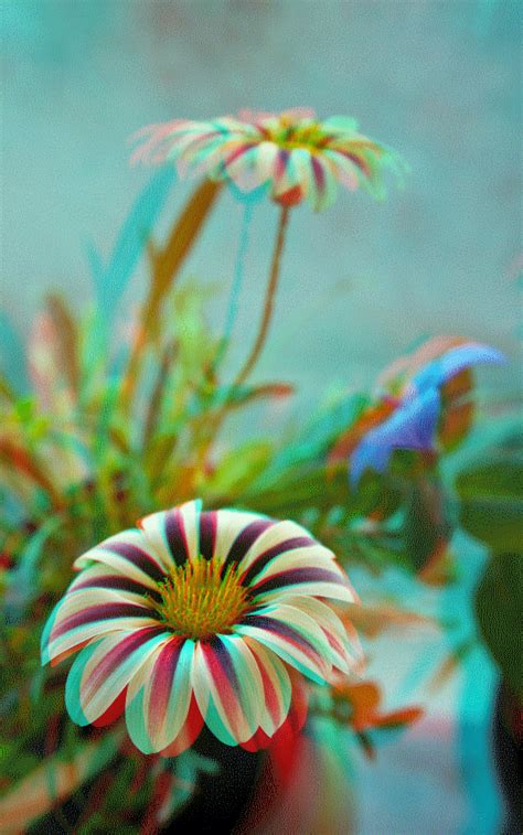 We did not find results for: 3D Picture of the Day: Close-Up Flower