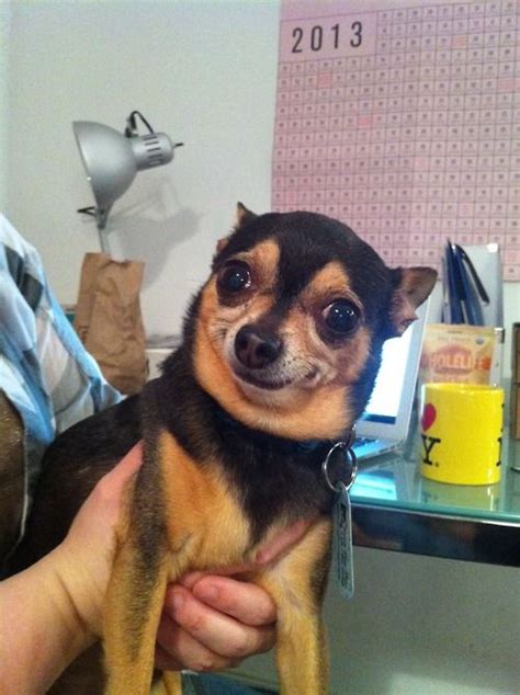 79 Chihuahua Smiling With Teeth Meme L2sanpiero