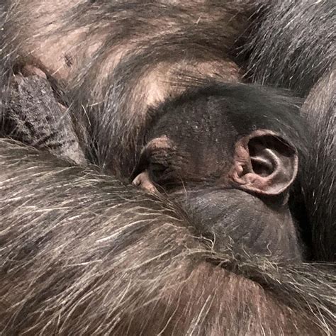 Chimp Off The Old Block Female Chimpanzee Born At Maryland Zoo Wtop News