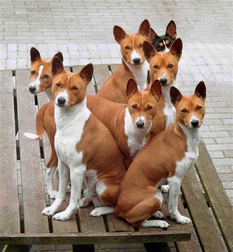 Basenji A Hunting Dog That Was Bred From Stock Originating In Central