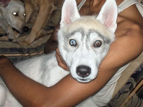 Even though most labrador retriever puppies are born with blue eyes, starting at the age of 12 weeks old, you will see your labrador retriever's eyes change to their permanent color. File:Part-colored husky puppy eyes.jpg - Wikimedia Commons