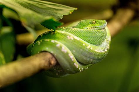 Green Tree Snake Photograph By Brandy Barker Fine Art America