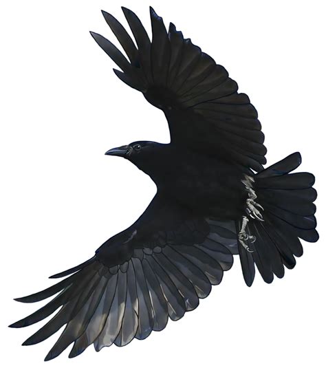 Flying American Crow Png Clipart Png All Png All