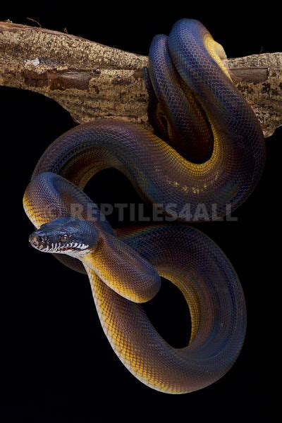 Reptiles4all White Lipped Python Bothrochilus Albertissi