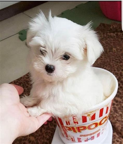 Available Cheap Mini And Baby Maltese Puppies For Sale In 2020 Maltese