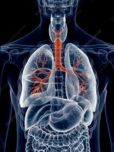 Human Lung Bronchi Stock Image F Science Photo Library